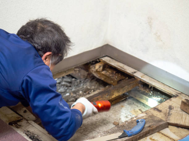 Best Local Mold Removal Service  in Dickson, OK