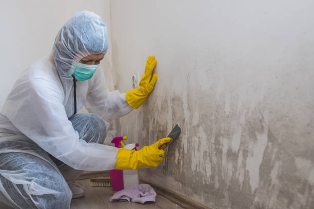 Mold Removal and Inspection in Dickson, OK
