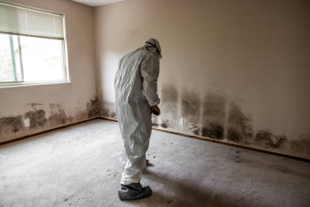 Best Mold Cleaning Services  in Dickson, OK