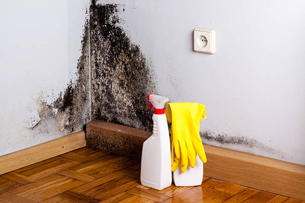 Best Residential Mold Removal  in Dickson, OK