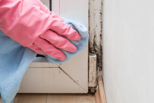 Best Same-Day Mold Removal  in Dickson, OK