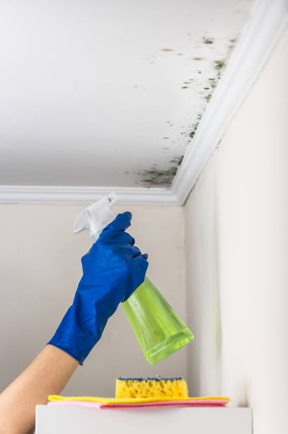 Best Mold Removal Company Near Me  in Dickson, OK